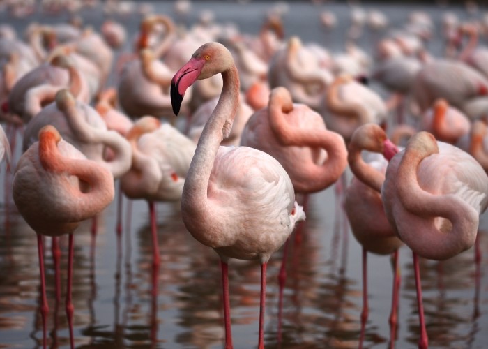 birds picture