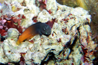 Espèce : Ecsenius bicolor