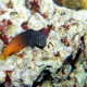 picture of Ecsenius bicolor