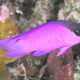 picture of Gramma melacara
