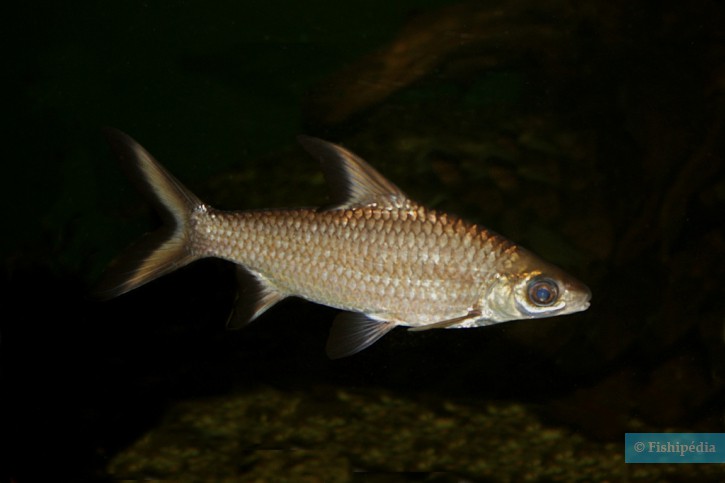 Balantiocheilos melanopterus