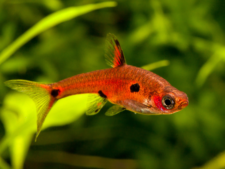 Poisson d'aquarium : quels poissons d'eau douces choisir ?