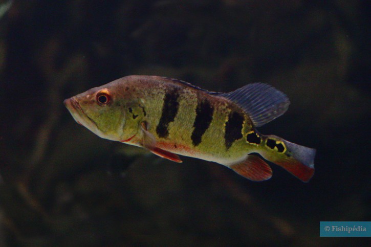 Cichla ocellaris