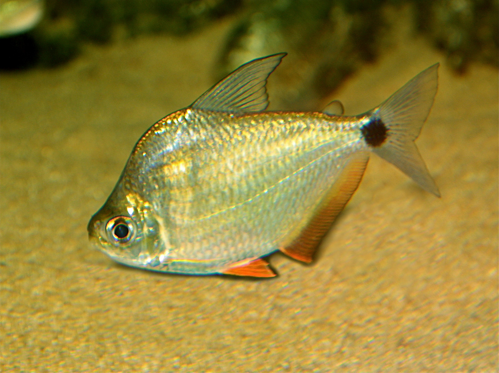 Ctenobrycon