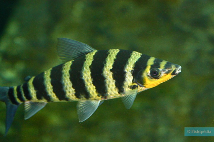 Leporinus fasciatus - kouana