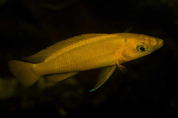 Neolamprologus longior