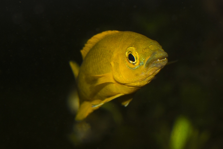 Neolamprologus longior