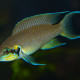 picture of Neolamprologus brichardi