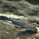 picture of Pterygoplichthys pardalis