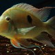 picture of Geophagus surinamensis