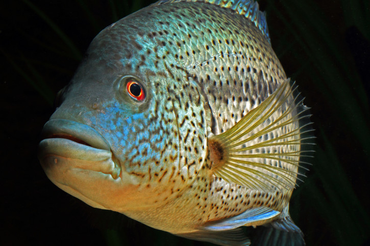 Parachromis dovii