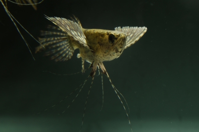 Pantodon buchholzi