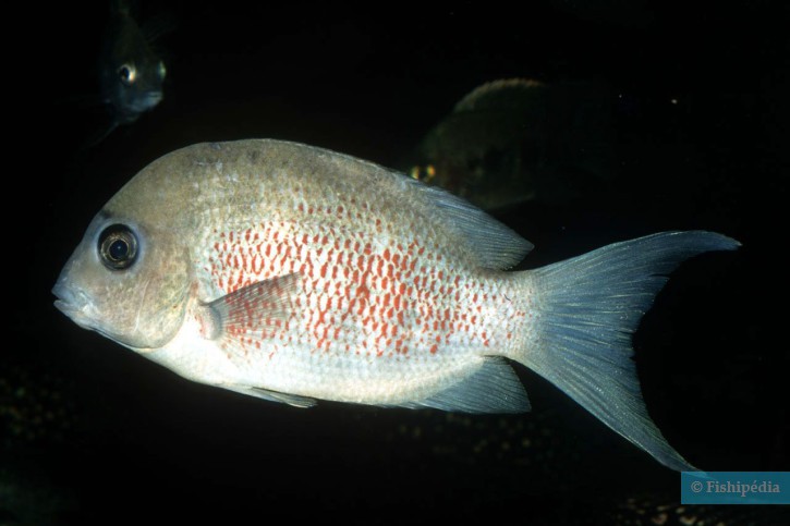 Paretroplus dambabe
