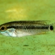 picture of Apistogramma pertensis abacaxi
