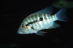 Cribroheros robertsoni