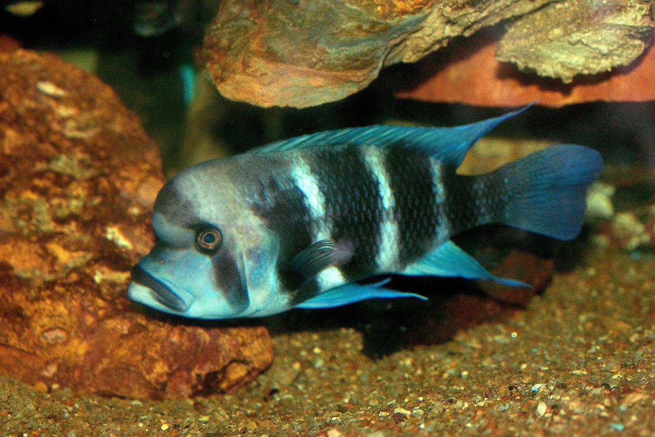 fishes picture