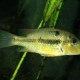 picture of Geophagus crassilabris