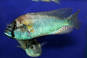 Astatotilapia burtoni