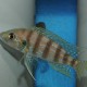 picture of Greenwoodochromis christyi