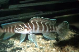 Neolamprologus cylindricus