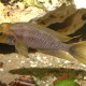 picture of Neolamprologus furcifer