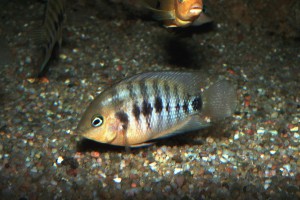 Amatitlania septemfasciata