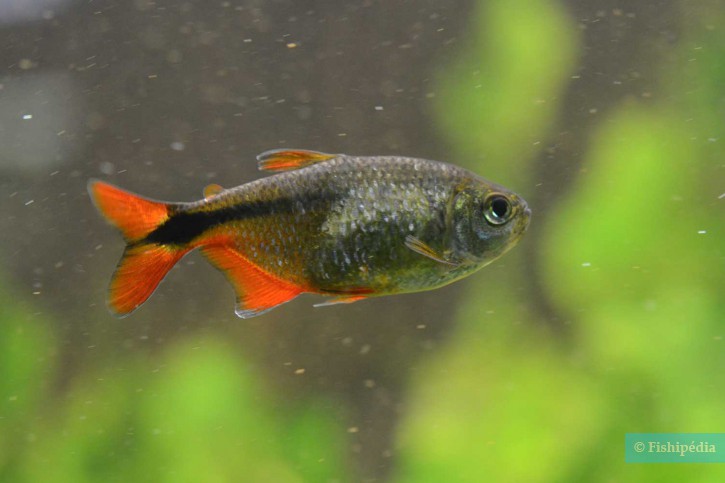 Hyphessobrycon anisitsi - Buenos Aires tetra
