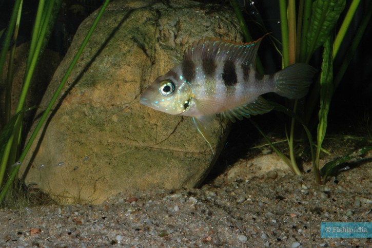 Thorichthys aureus - Aureus