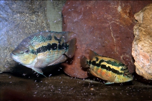 Trichromis salvini