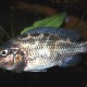 picture of Nimbochromis linni