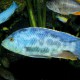 picture of Nimbochromis livingstonii