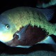 picture of Cincelichthys pearsei