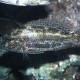 picture of Nimbochromis polystigma