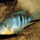 picture of Thorichthys affinis