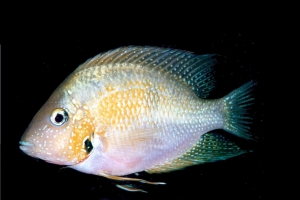Thorichthys helleri