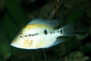 Thorichthys pasionis