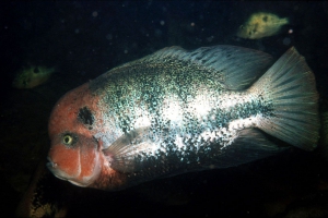 Vieja fenestrata