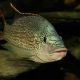 picture of Oreochromis tanganicae