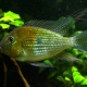 picture of Acarichthys heckelii