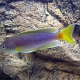 picture of Cyprichromis coloratus