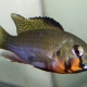 picture of Thoracochromis brauschi