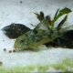 picture of Corydoras paleatus