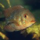 picture of Geophagus iporangensis