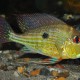 picture of Geophagus abalios