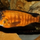 picture of Petrochromis lisachisme