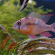 picture of Mikrogeophagus altispinosus