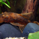 picture of Ancistrus sp. LDA016