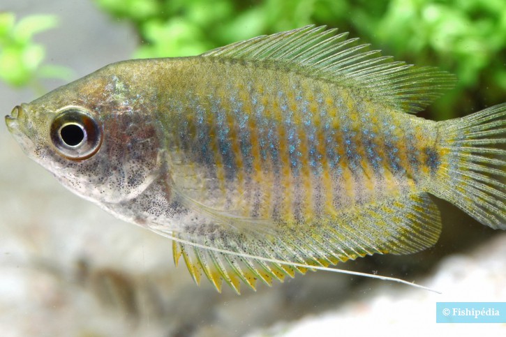 Liste Video espèces aquario dans le Milieu naturel Colisa-lalia-femelle-sauvage-725x483