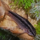 picture of Corydoras gracilis