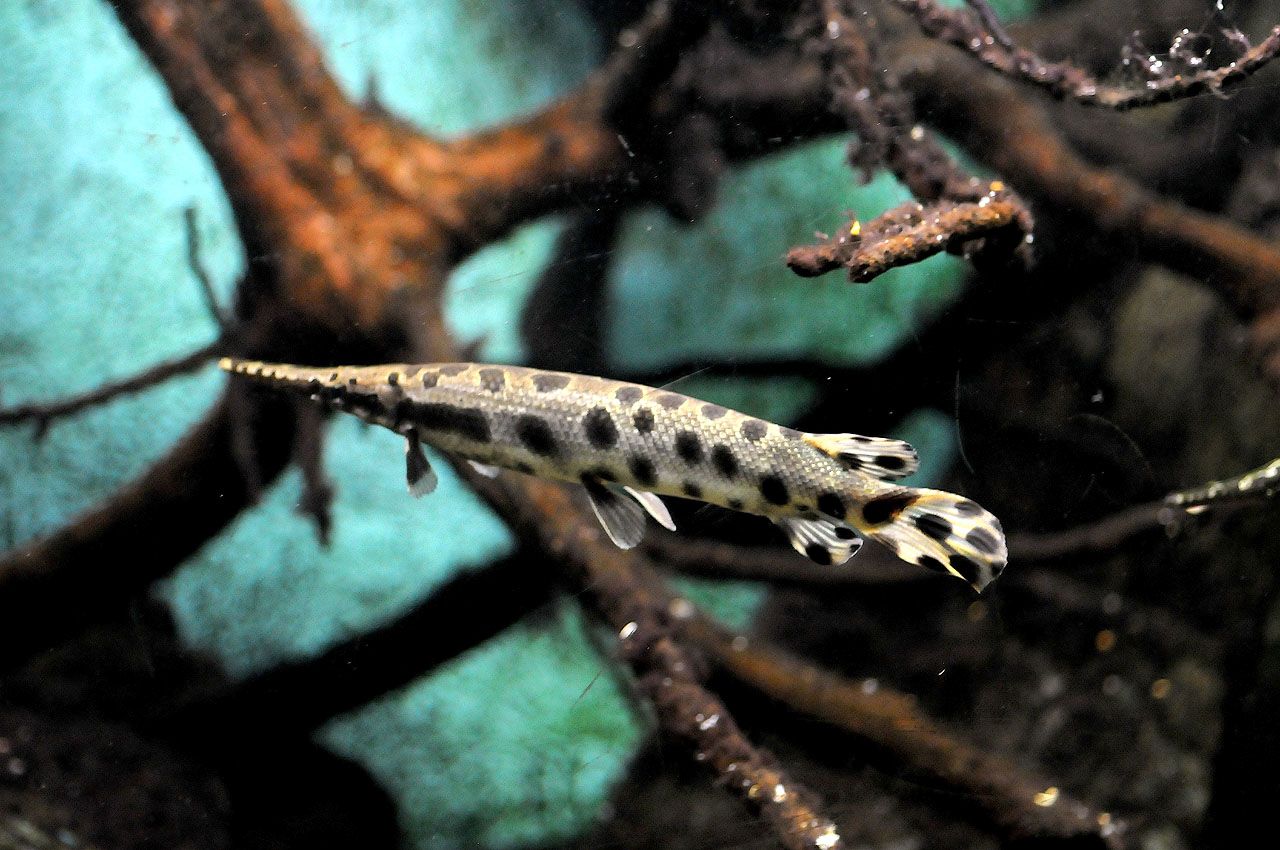 Lepisosteus